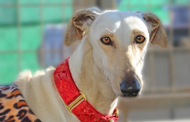 A close up of Alfred who is a white, fuzzy galgo avalible for adoption at Galgos del Sol.
