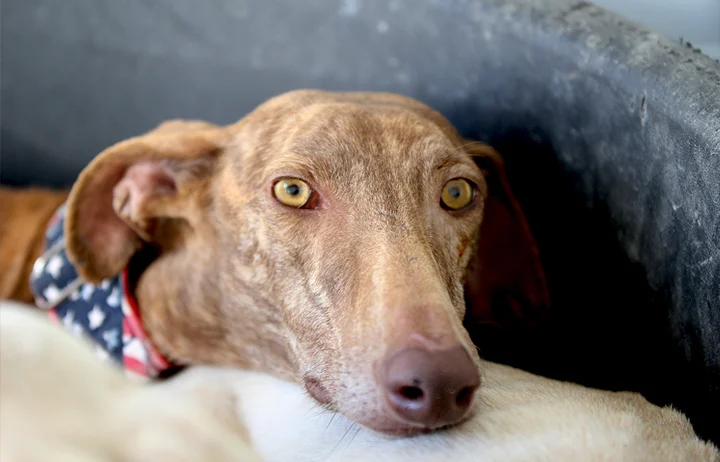 A close up of Alfred who is a white, fuzzy galgo avalible for adoption at Galgos del Sol.