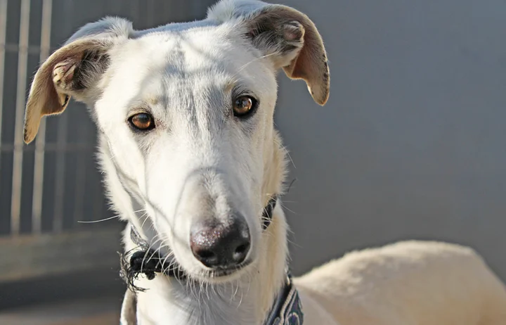 A close up of Alfred who is a white, fuzzy galgo avalible for adoption at Galgos del Sol.