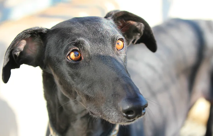 A close up of Alfred who is a white, fuzzy galgo avalible for adoption at Galgos del Sol.