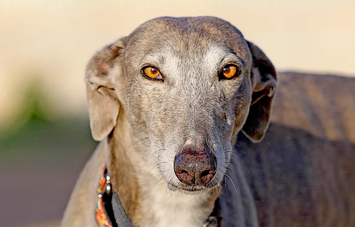 A close up of Alfred who is a white, fuzzy galgo avalible for adoption at Galgos del Sol.