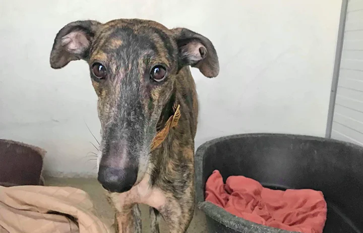 A close up of Alfred who is a white, fuzzy galgo avalible for adoption at Galgos del Sol.