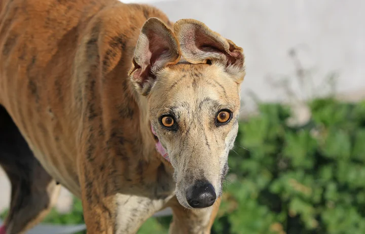 A close up of Alfred who is a white, fuzzy galgo avalible for adoption at Galgos del Sol.