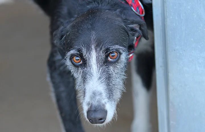 A close up of Alfred who is a white, fuzzy galgo avalible for adoption at Galgos del Sol.