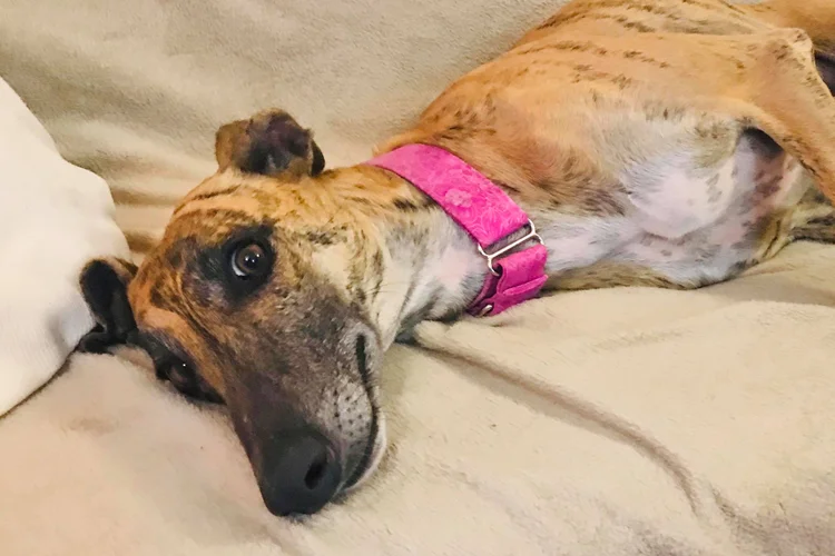 A close up of Alfred who is a white, fuzzy galgo avalible for adoption at Galgos del Sol.
