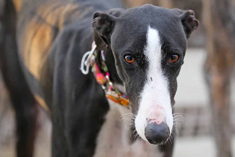 A close up of Alfred who is a white, fuzzy galgo avalible for adoption at Galgos del Sol.