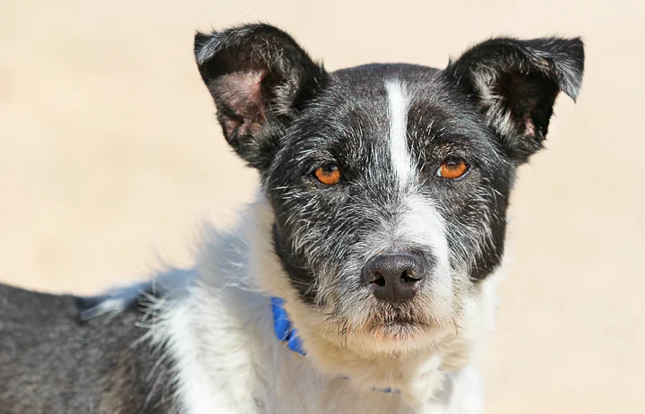 rescue dog spain