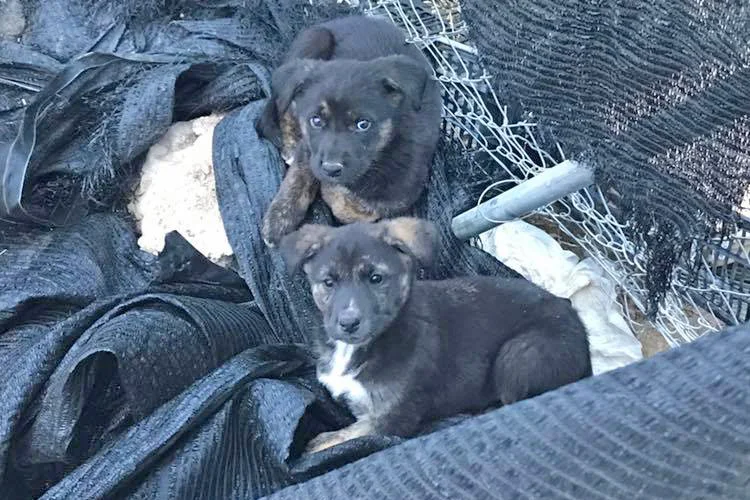 How they were found…