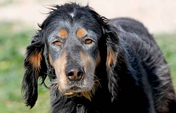 rescue dog spain
