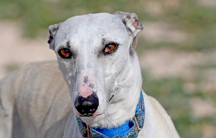 A close up of Alfred who is a white, fuzzy galgo avalible for adoption at Galgos del Sol.