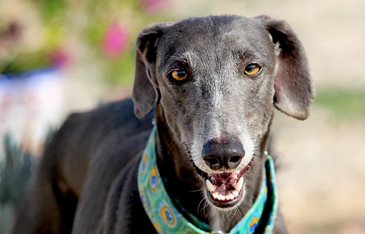 A close up of Alfred who is a white, fuzzy galgo avalible for adoption at Galgos del Sol.