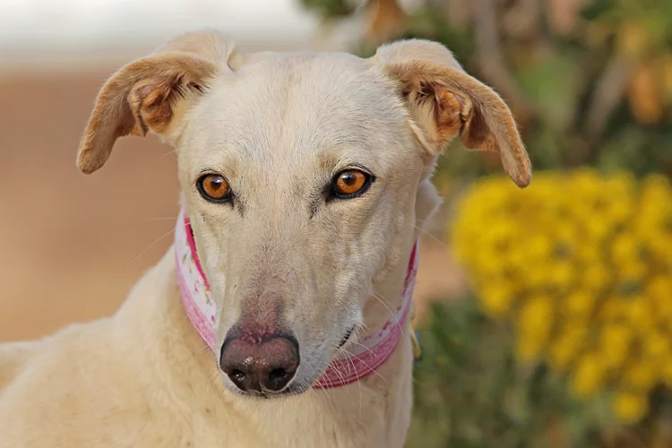 A close up of Alfred who is a white, fuzzy galgo avalible for adoption at Galgos del Sol.