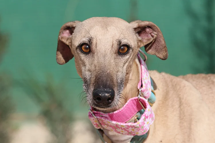 A close up of Alfred who is a white, fuzzy galgo avalible for adoption at Galgos del Sol.