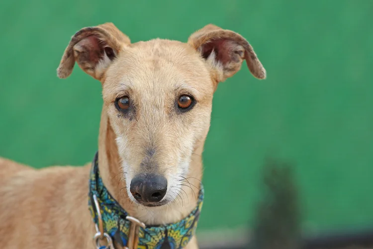 A close up of Alfred who is a white, fuzzy galgo avalible for adoption at Galgos del Sol.