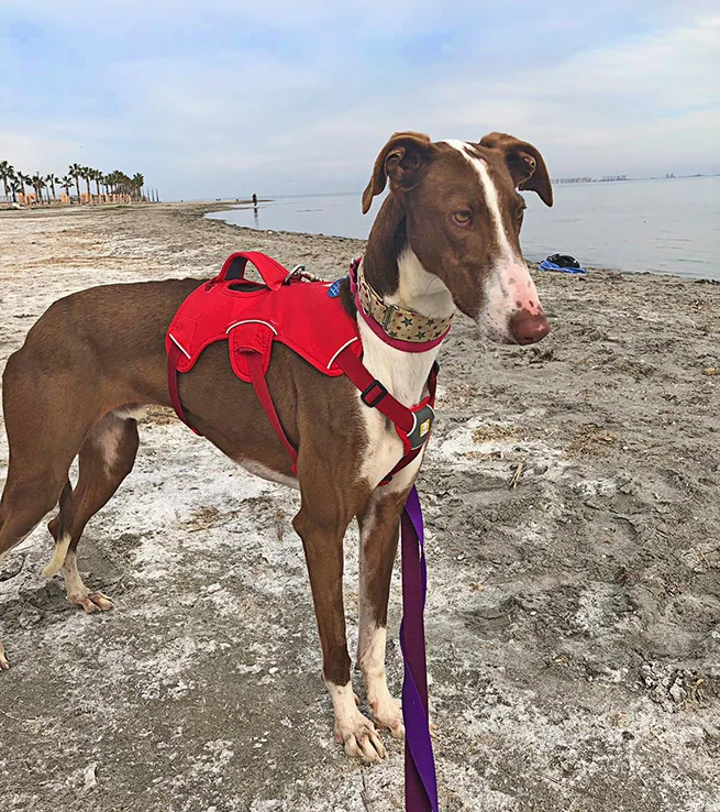 Valor enjoying a day trip to the beach with volunteers.