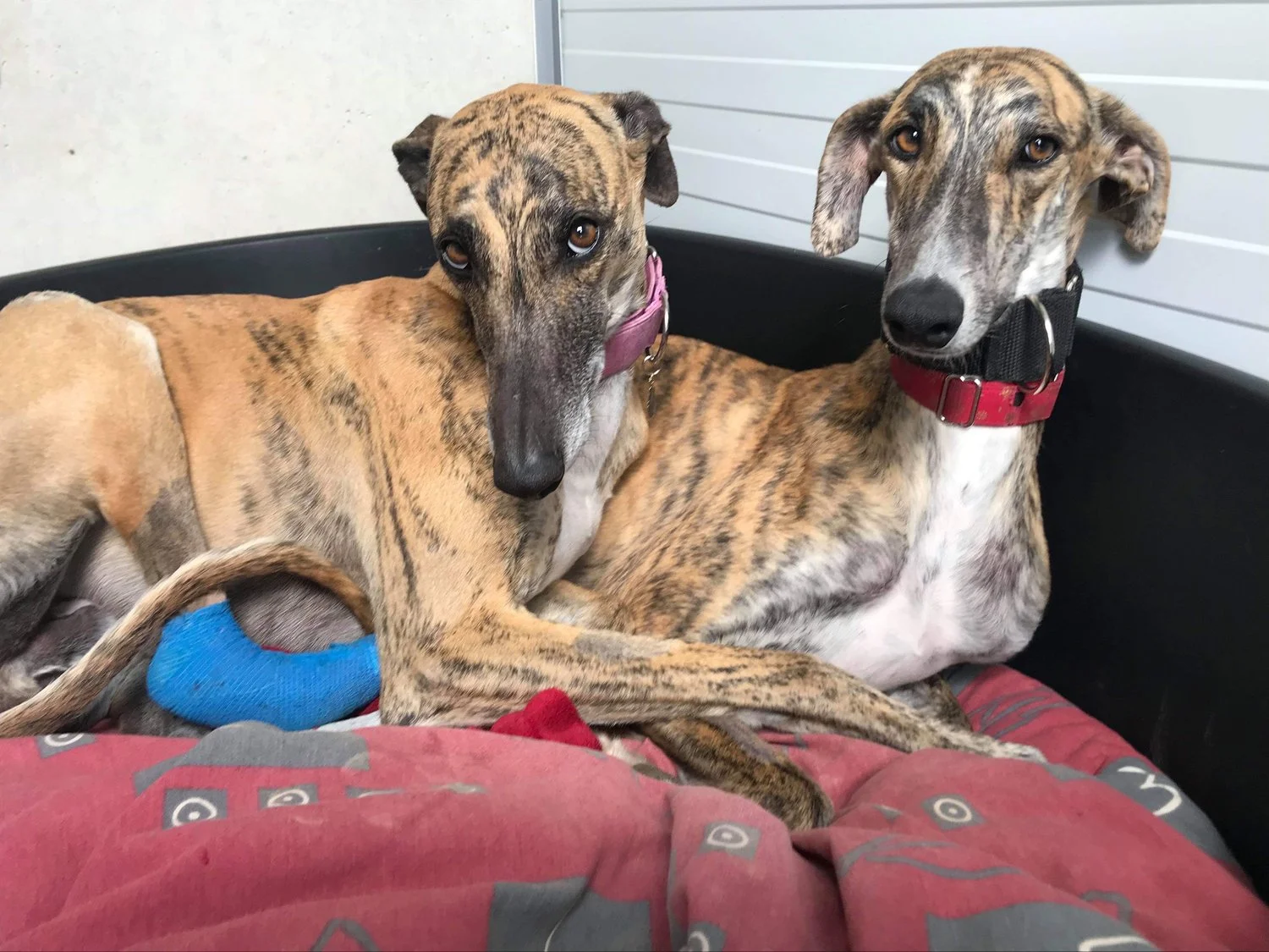 Scooter and his pal Hopper.