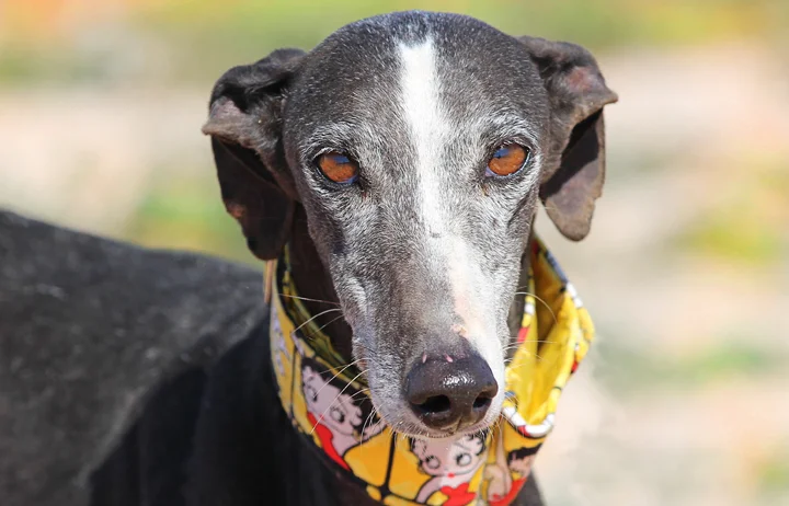 A close up of Alfred who is a white, fuzzy galgo avalible for adoption at Galgos del Sol.