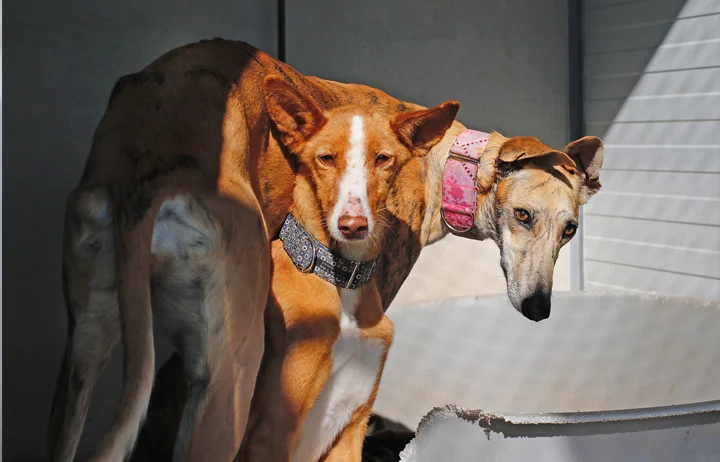 Harper and her roommate Lola are going to a home together!