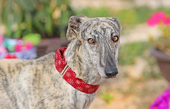 A close up of Alfred who is a white, fuzzy galgo avalible for adoption at Galgos del Sol.