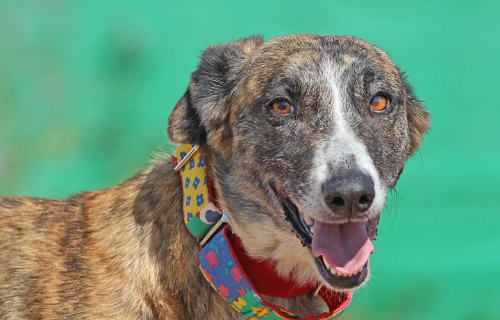 A close up of Alfred who is a white, fuzzy galgo avalible for adoption at Galgos del Sol.