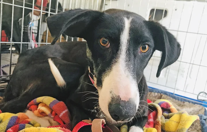 Tix on the day of her rescue.