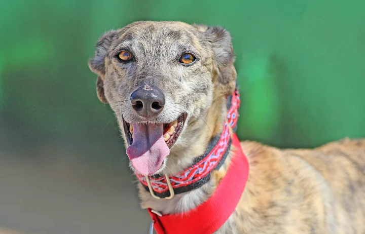 A close up of Alfred who is a white, fuzzy galgo avalible for adoption at Galgos del Sol.