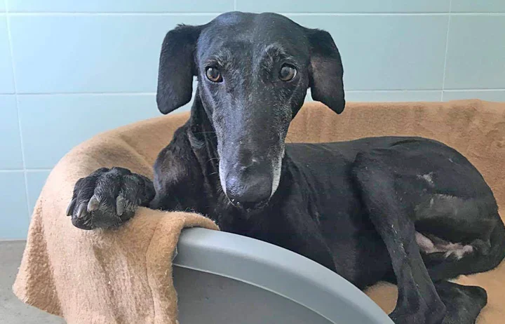 A close up of Alfred who is a white, fuzzy galgo avalible for adoption at Galgos del Sol.