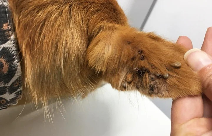 Covered with hundreds of ticks