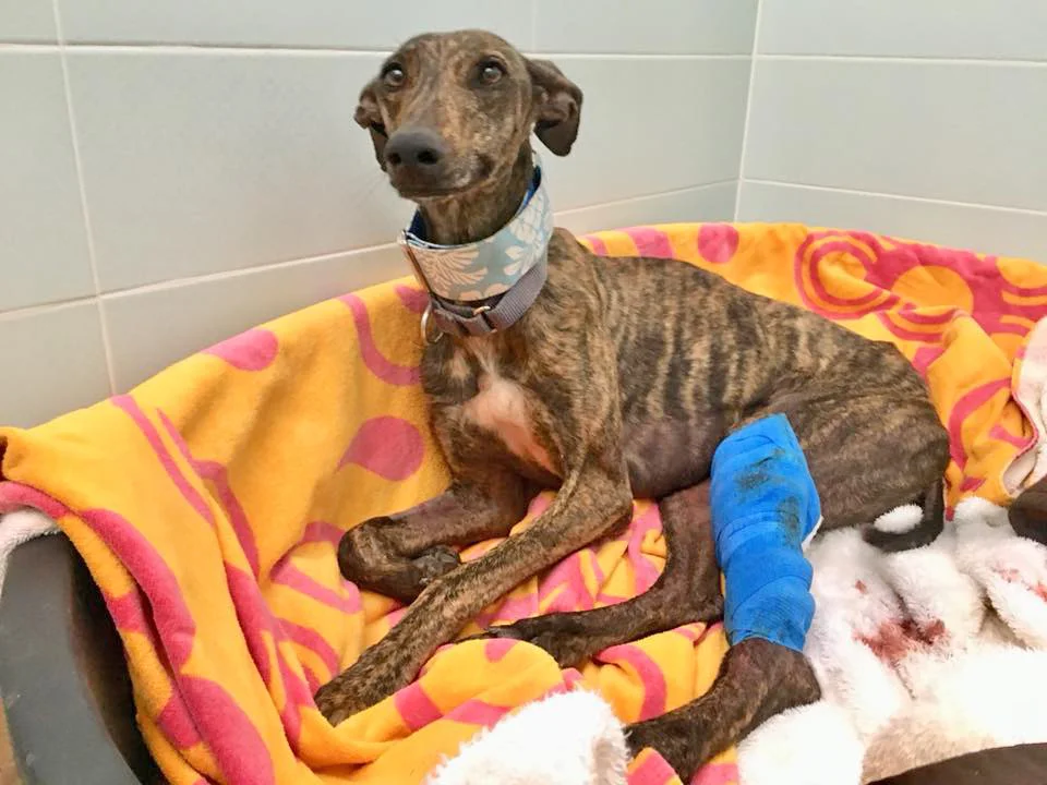 Trinity in quarantine while recovering