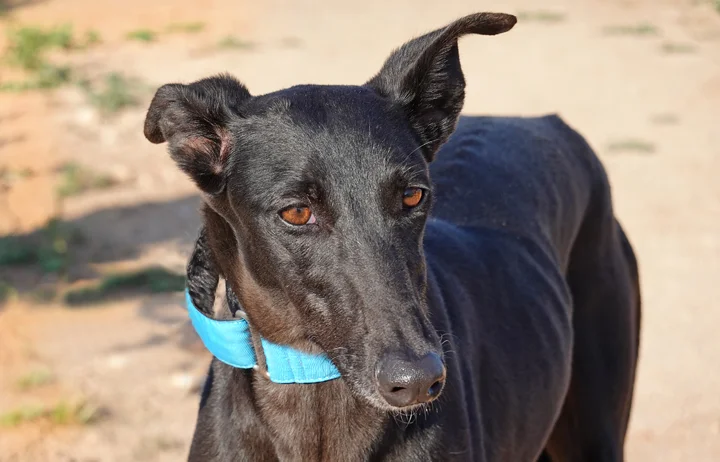 A close up of Alfred who is a white, fuzzy galgo avalible for adoption at Galgos del Sol.