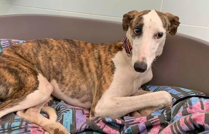 A close up of Alfred who is a white, fuzzy galgo avalible for adoption at Galgos del Sol.