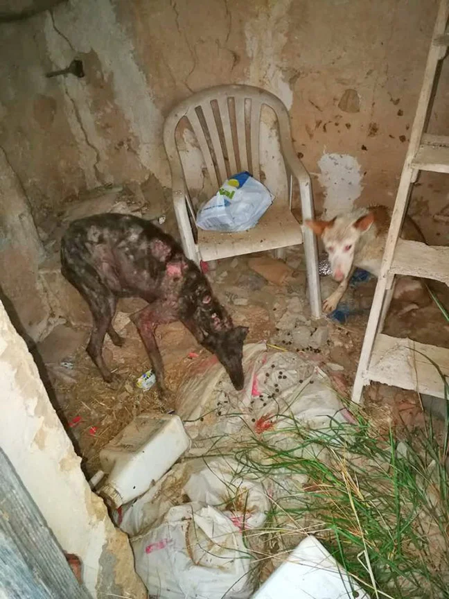 Where Tina and the galgo had been kept.