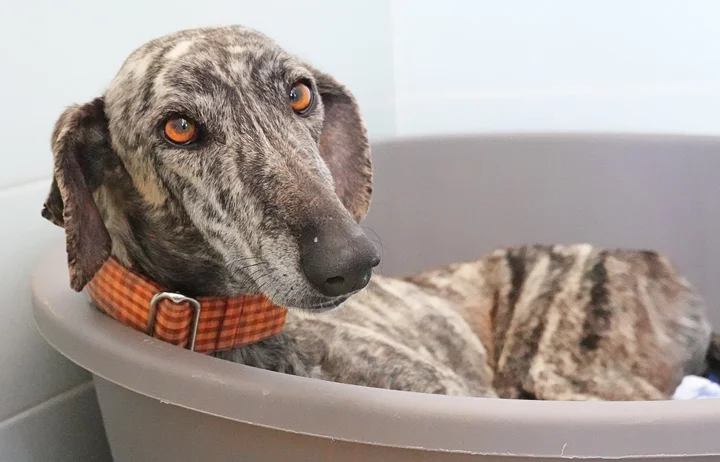 A close up of Alfred who is a white, fuzzy galgo avalible for adoption at Galgos del Sol.
