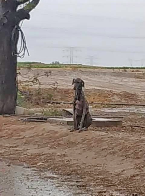 Bagheera on the streets.