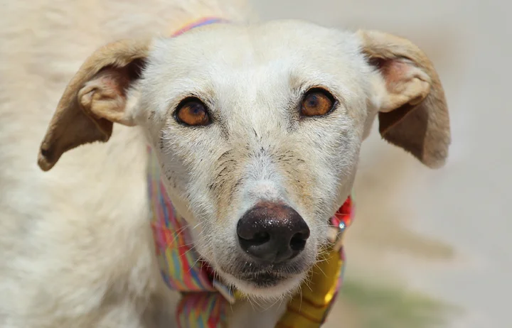 A close up of Alfred who is a white, fuzzy galgo avalible for adoption at Galgos del Sol.