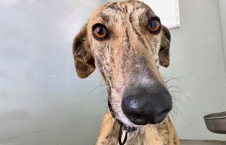 Vera when first rescued in the GDS quarantine kennels.