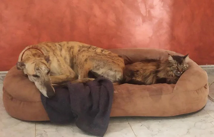 A close up of Alfred who is a white, fuzzy galgo avalible for adoption at Galgos del Sol.