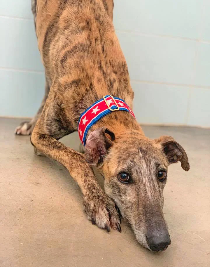 A close up of Alfred who is a white, fuzzy galgo avalible for adoption at Galgos del Sol.