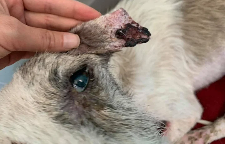 A close up of Alfred who is a white, fuzzy galgo avalible for adoption at Galgos del Sol.