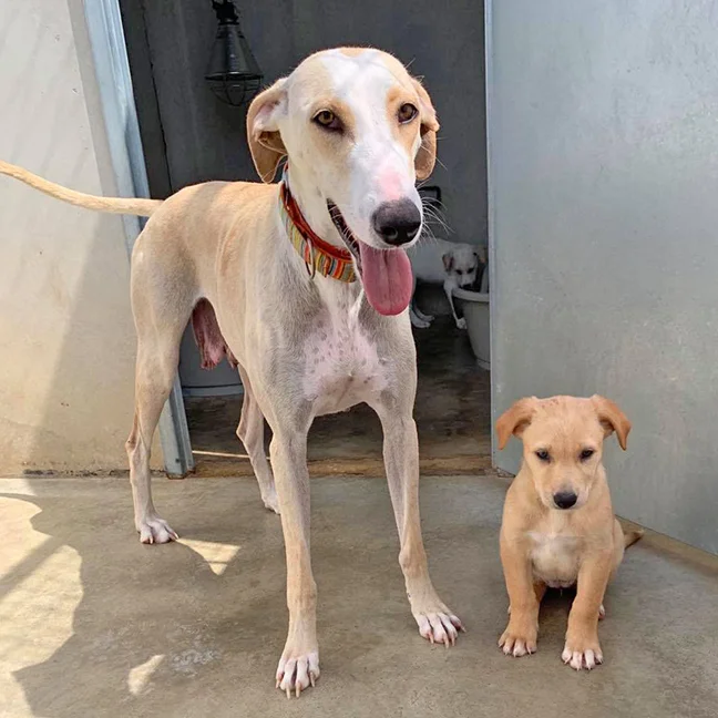 Gloria is the best mum and adores being with her pups!