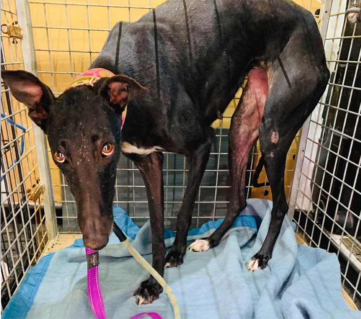 Azabache when picked up at perrera.