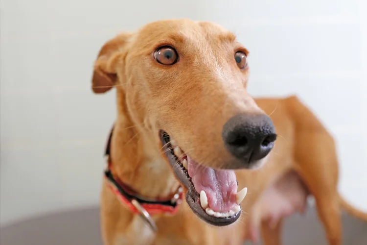 A close up of Alfred who is a white, fuzzy galgo avalible for adoption at Galgos del Sol.