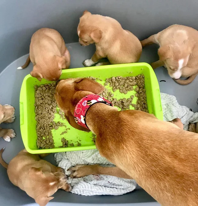 wendy-pup-food.jpg