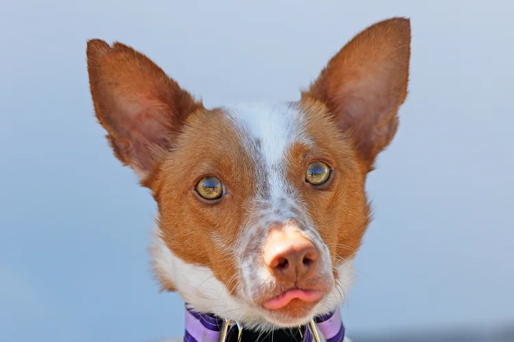 crumpet_tongue.jpg