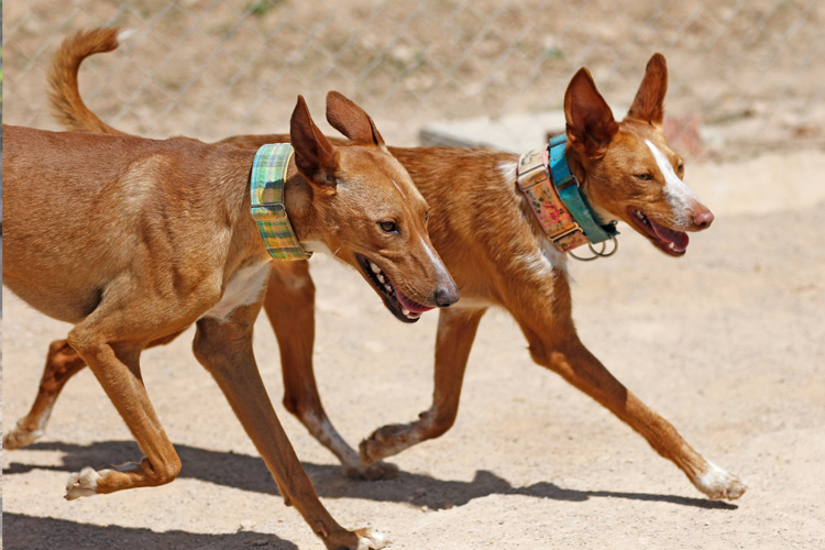 Anton and Astrid enjoying a parallel jog!