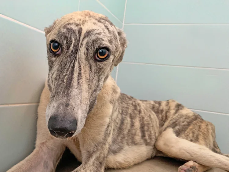 A close up of Alfred who is a white, fuzzy galgo avalible for adoption at Galgos del Sol.