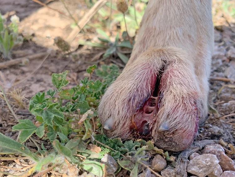 Lorenzo was found with infected toes and feet which are under treatment.