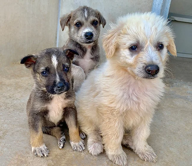 Lars and his two bros!
