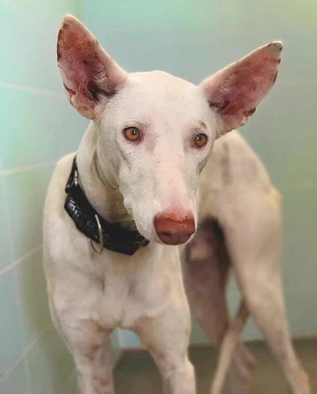 Pedro when first rescued in the GDS quarantine kennels.