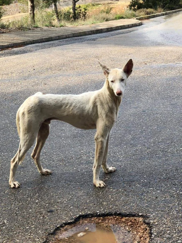 Pedro on the streets.